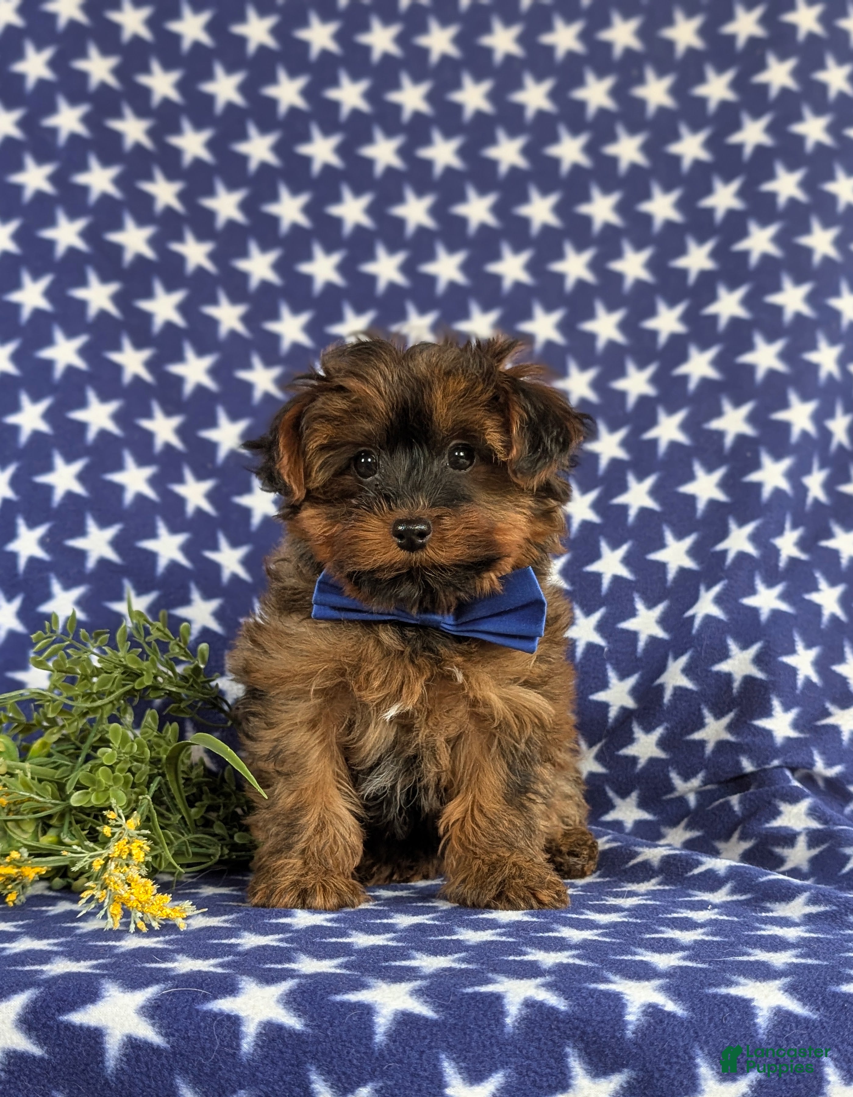 Yorkiepoo dogs Huey 6 lbs Full Grown - Ad 2