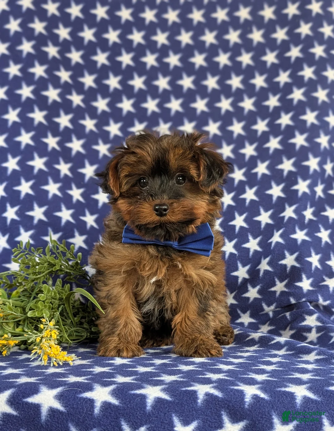 Yorkiepoo dogs for sale: Huey 6 lbs Full Grown - Ad 2