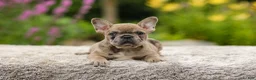 French Bulldog dogs for sale: Gretta - Ad 11