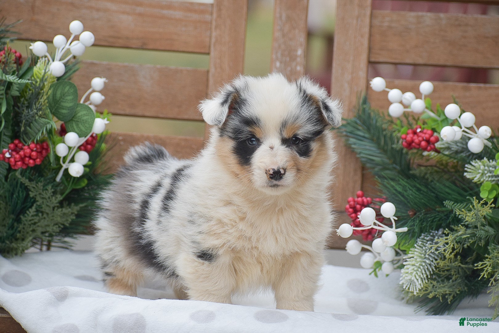 Welsh Corgi Pembroke dogs for sale: Madeline - Ad 4