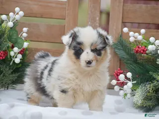 Welsh Corgi Pembroke dogs Madeline - Ad 42