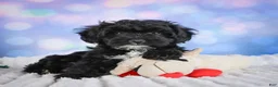Miniature Poodle dogs for sale:  Pam - Ad 4