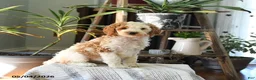 Standard Poodle dogs for sale: Dahlia - Ad 1