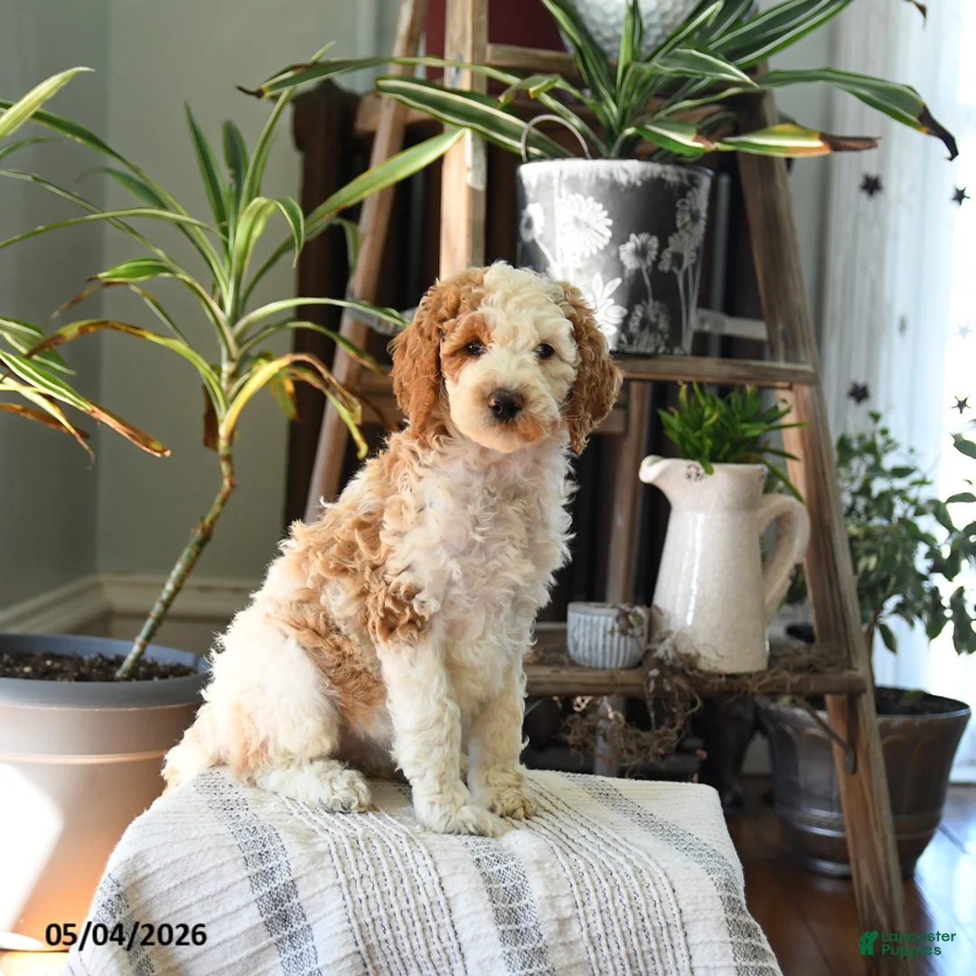 Standard Poodle dogs for sale: Dahlia - Ad 1