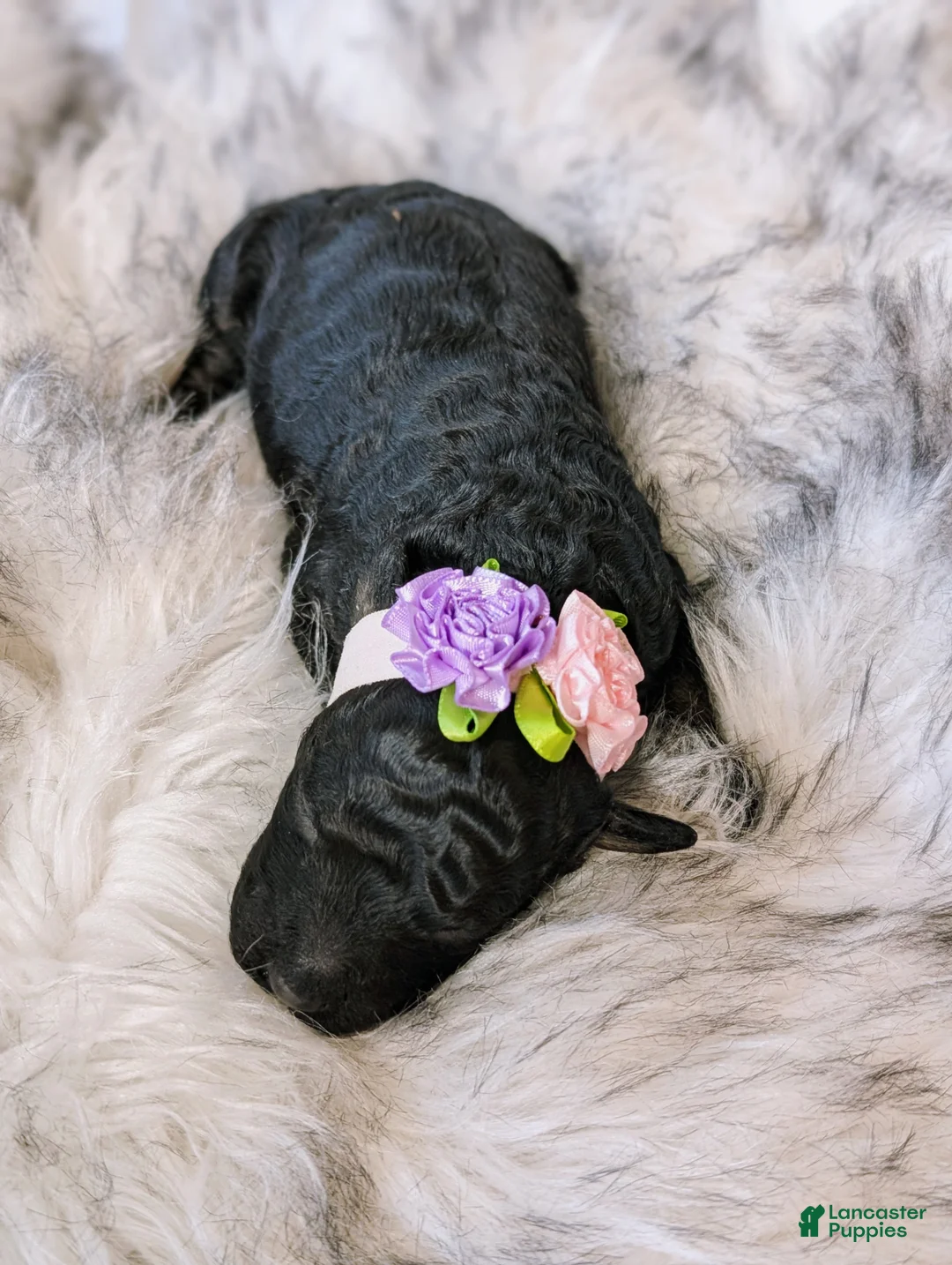 Mixed Breed dogs for sale: CHYNA  - Ad 2