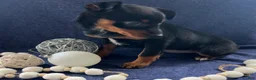 Miniature Pinscher dogs for sale: Megan - Ad 2