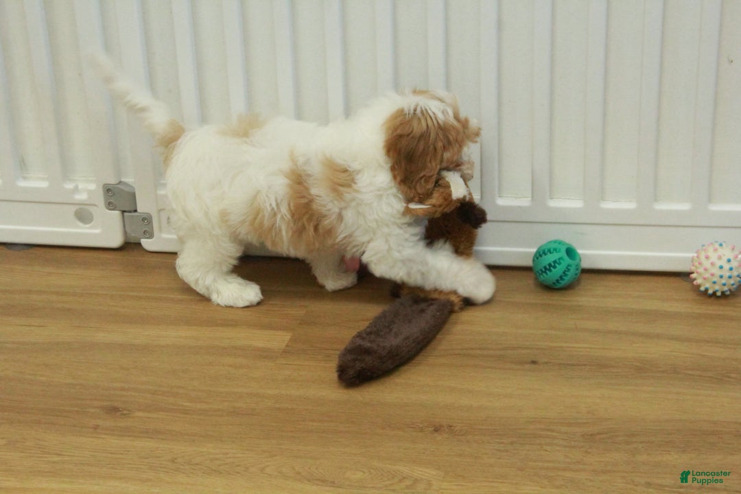 Cavapoo dogs for sale: Mason - Ad 7