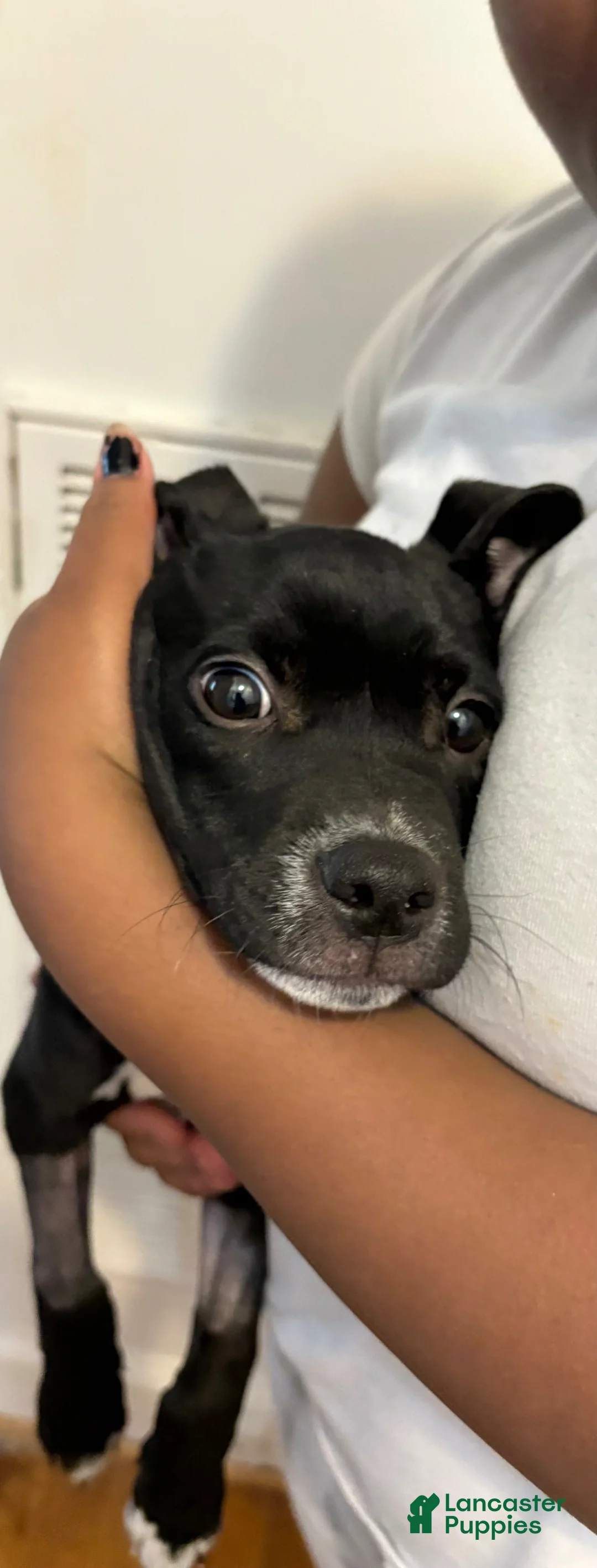 Mixed Breed dogs for sale: Mixed Breed Puppy 3 - Ad 2