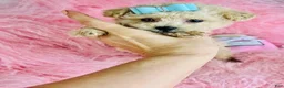 Toy Poodle dogs for sale: Toy Poodle Puppy 1 - Ad 2