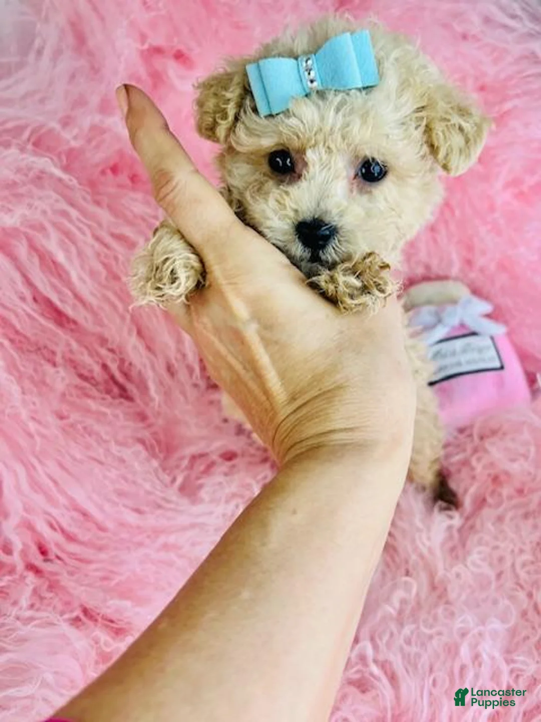 Toy Poodle dogs for sale: Toy Poodle Puppy 1 - Ad 2