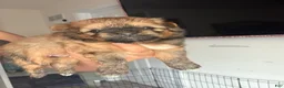Mixed Breed dogs for sale: Mixed Breed 1 - Ad 5