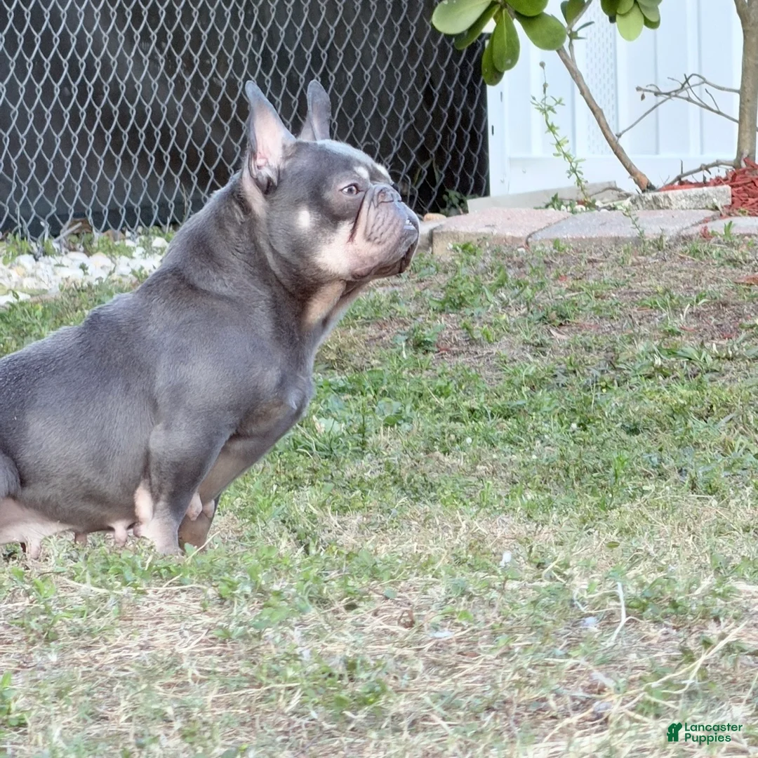 French Bulldog dogs for sale: Sage - Ad 2