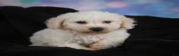 Bichon Frise dogs for sale: Jimmy - Ad 6