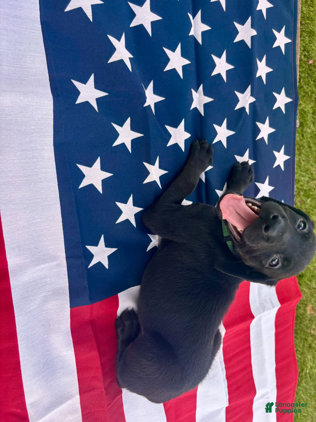 Mixed Breed dogs for sale: Tango - Ad 1