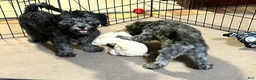 Shihpoo dogs for sale: Shihpoo 3 - Ad 6