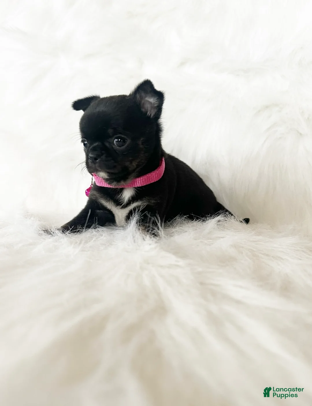 Chihuahua dogs for sale: Cherry - Ad 10
