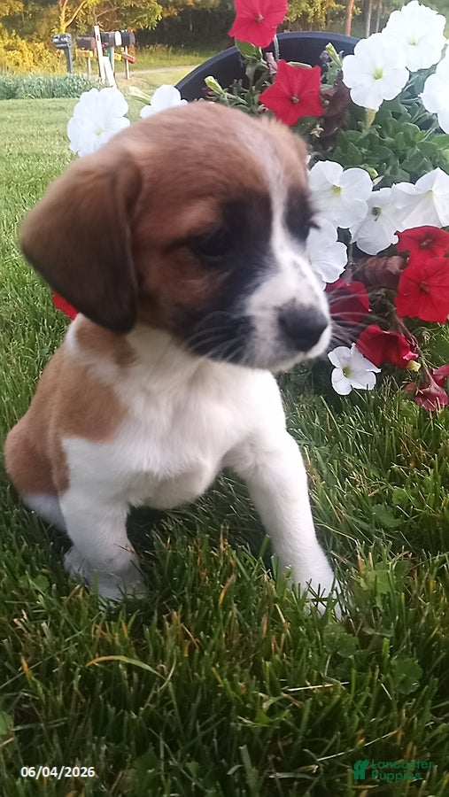Mixed Breed dogs for sale: Sheila - Ad 4