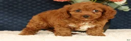 Cavapoo dogs for sale: Fay - Ad 4