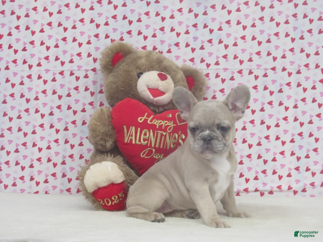 French Bulldog dogs for sale: AKC Nellie - Ad 2