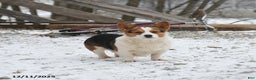 Welsh Corgi Pembroke dogs for sale: George  - Ad 7