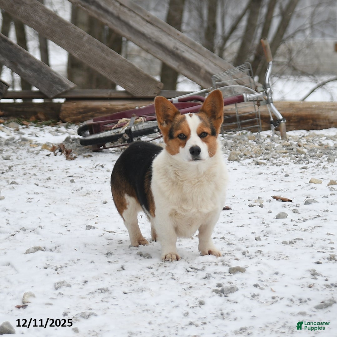 Welsh Corgi Pembroke dogs for sale: George  - Ad 7