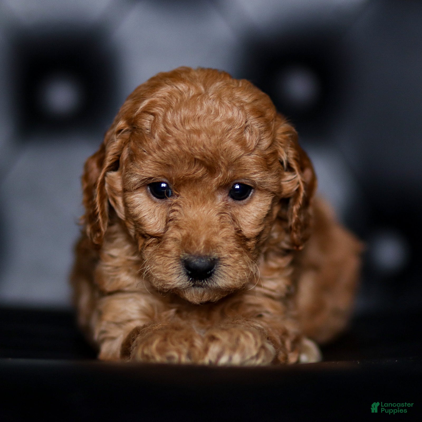 Mini Goldendoodle dogs Sidney - Ad 1