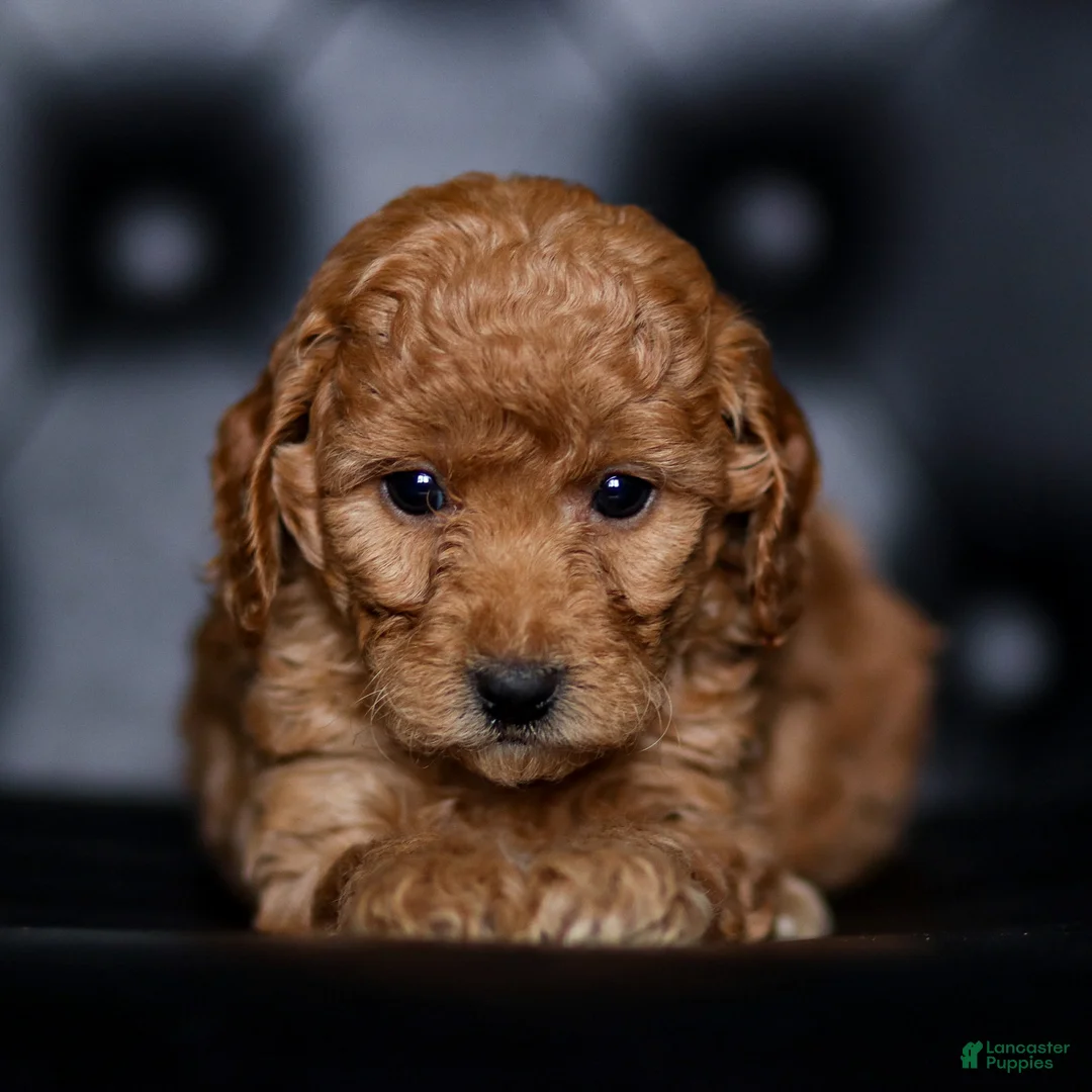 Mini Goldendoodle dogs for sale: Sidney - Ad 1