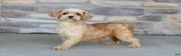 Maltipoo dogs for sale: Luca - Ad 6