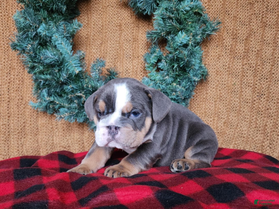 English Bulldog dogs for sale: Elliot - Ad 20
