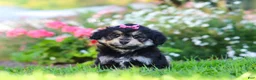 Mixed Breed dogs for sale: Autumn - Ad 4