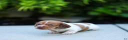 Miniature Dachshund dogs for sale: Missy Miniature Dachshund  - Ad 4