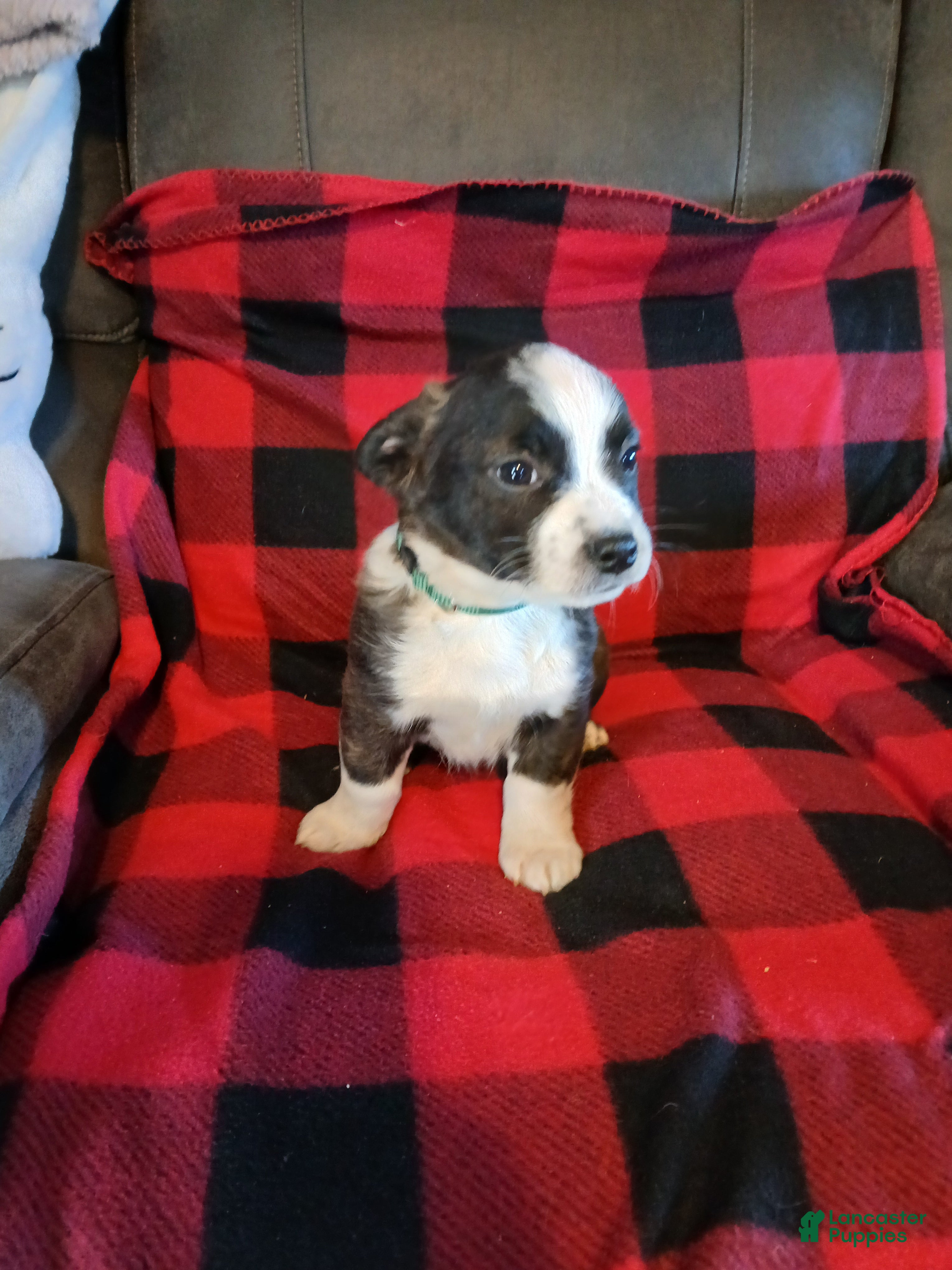 Boston Terrier dogs Boston Terrier Puppy 4 - Ad 2