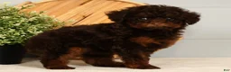 Toy Poodle dogs for sale: Sweetie - Ad 3