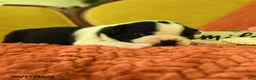 Boston Terrier dogs for sale: Viola - Ad 5