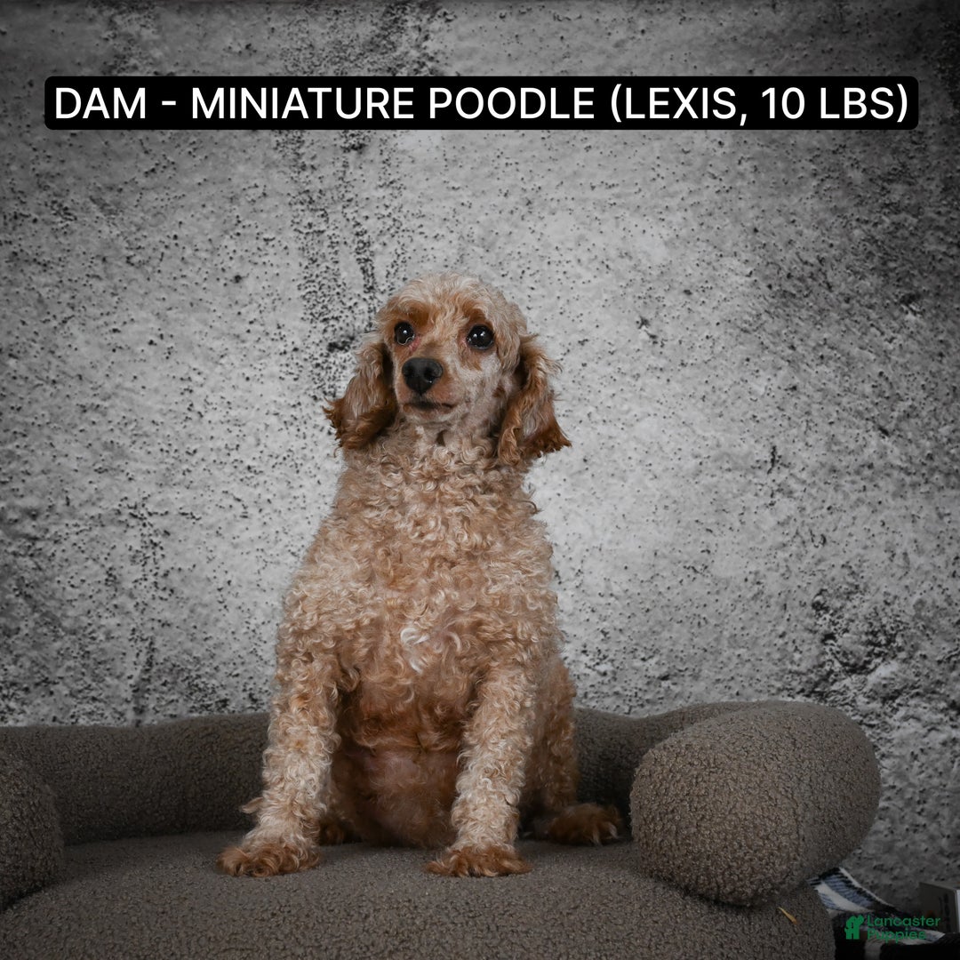 Miniature Poodle dogs for sale: BARNEY - Ad 9