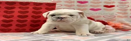 English Bulldog dogs for sale: Stanton - Ad 1
