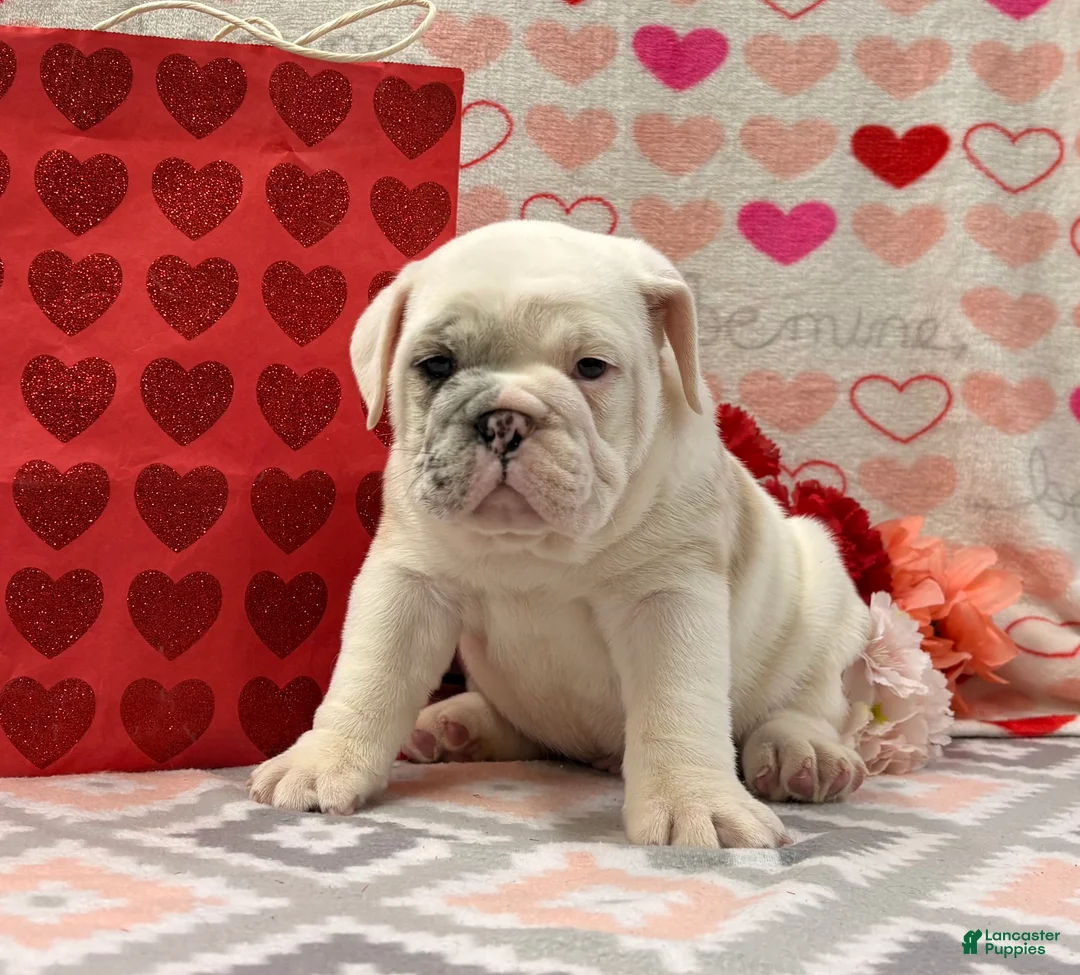 English Bulldog dogs for sale: Stanton - Ad 1