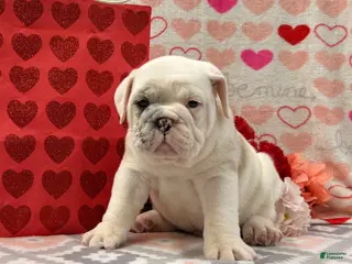 English Bulldog dogs Stanton - Ad 22