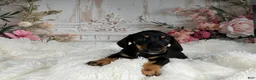 Miniature Dachshund dogs for sale: AKC-Cooper - Ad 6