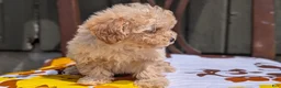 Miniature Poodle dogs for sale: Cody - Ad 5