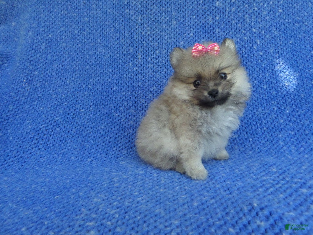 Pomeranian dogs for sale: Zoey  - Ad 14