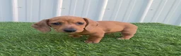 Miniature Dachshund dogs for sale: Betsy - Ad 9