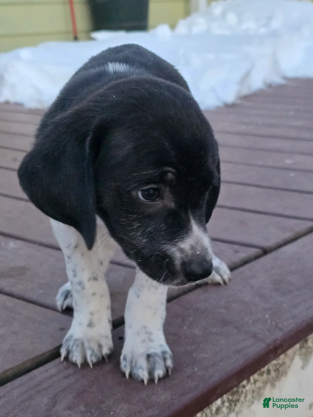 Other breed dogs for sale: Snuggles - Ad 3