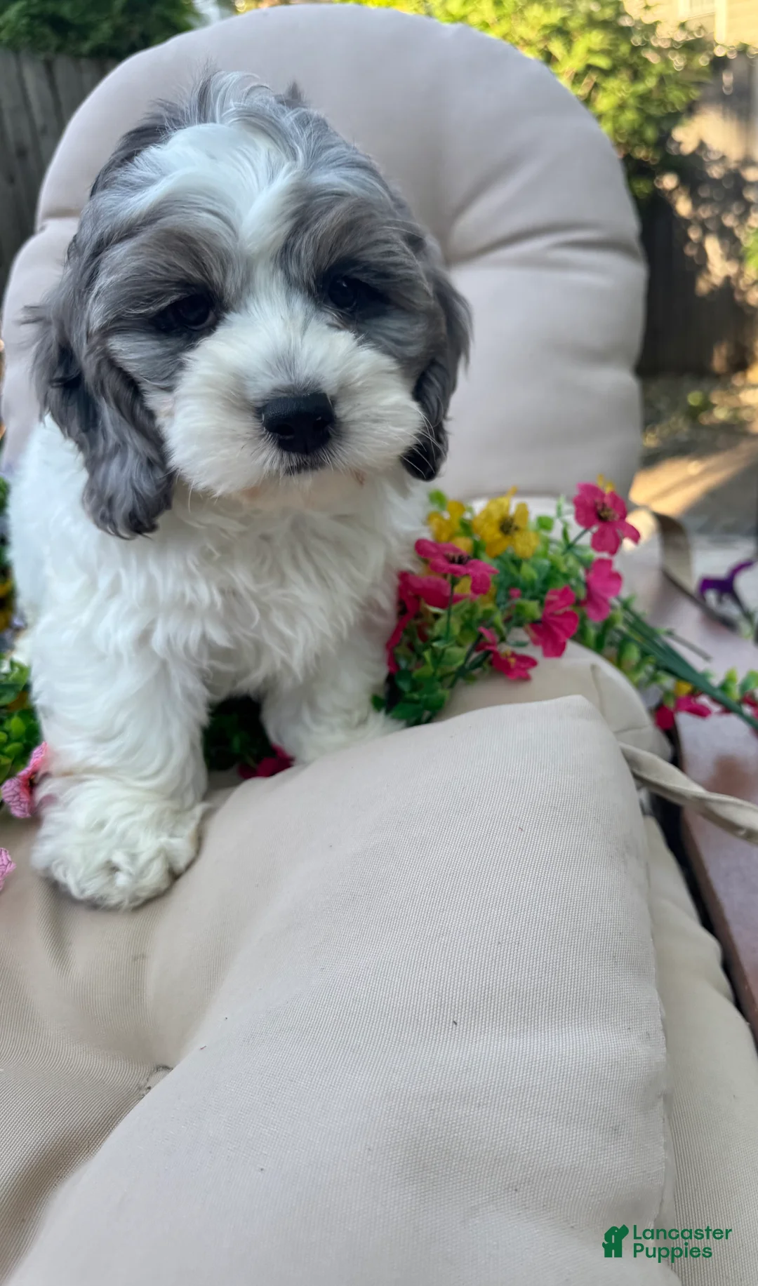 Cockapoo dogs for sale: Dugg - Ad 2