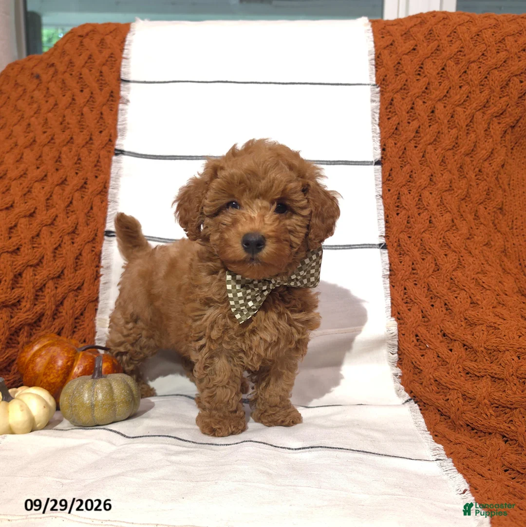 Mini Goldendoodle dogs for sale: Reed - Ad 1