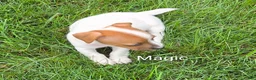 Jack Russell Terrier dogs for sale: Jack Russell Terrier 6 - Ad 5