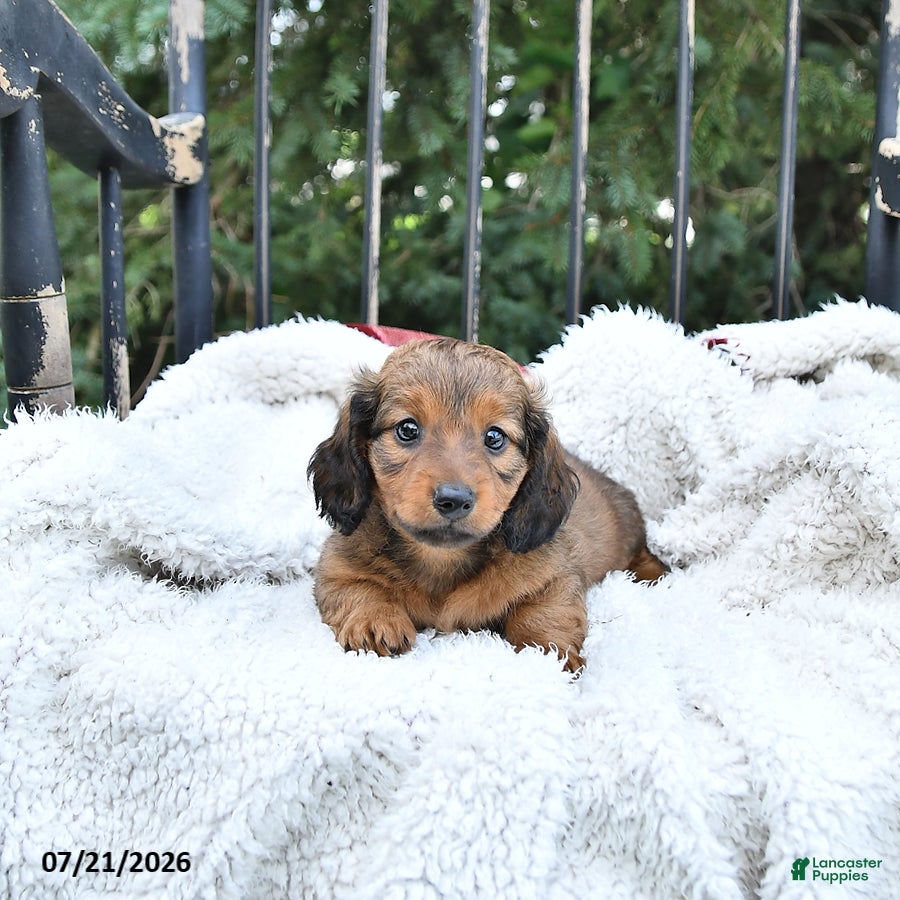 Miniature Dachshund dogs Cooper - Ad 1