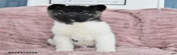 Akita dogs for sale: Falcon - Ad 3