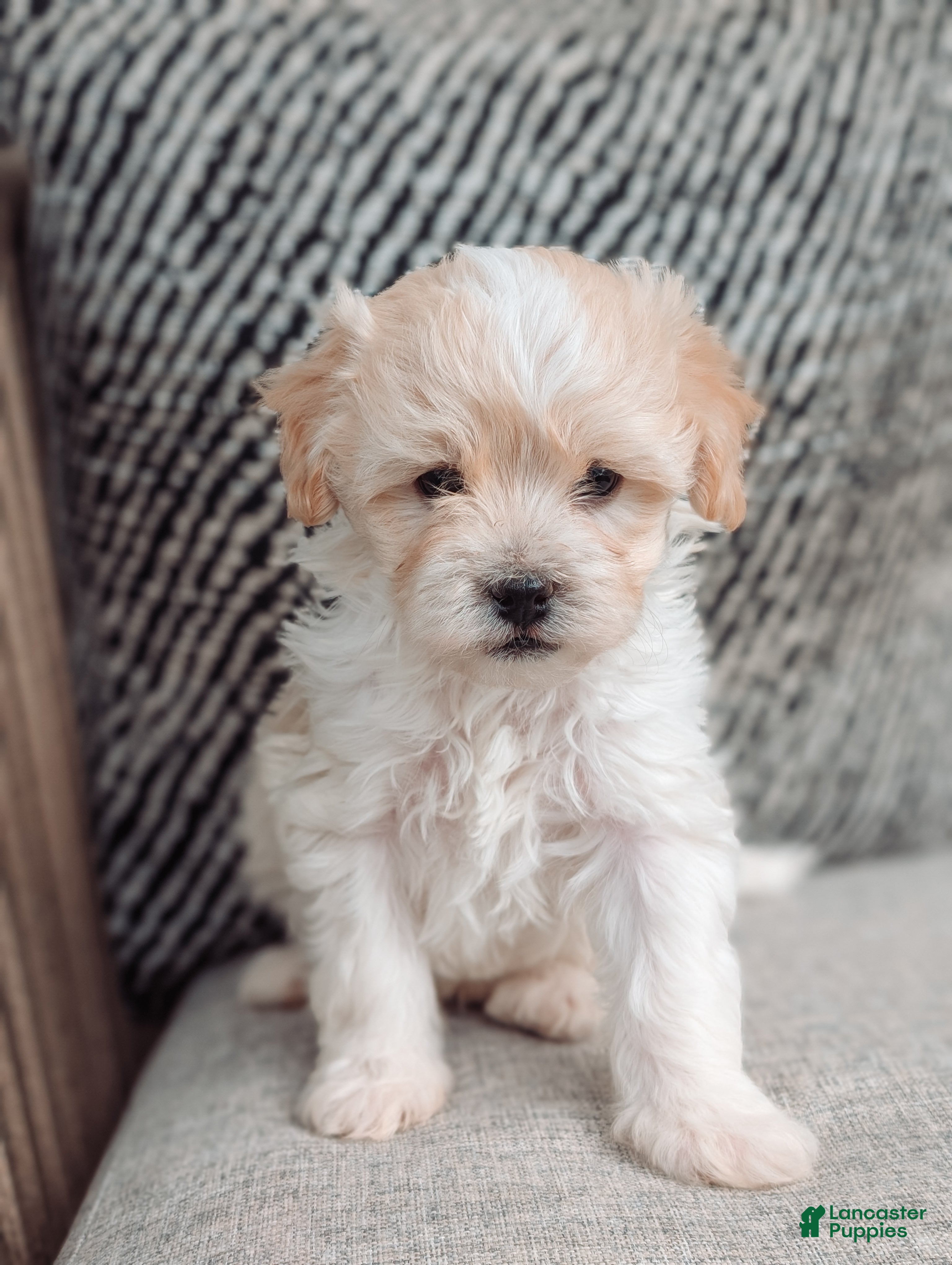 Havanese dogs Max - Ad 1