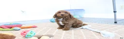 Mini Goldendoodle dogs for sale: Creampuff - Ad 3